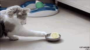 111.gif