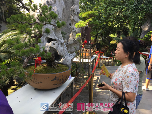 造型各异！千奇百怪！来柳侯公园可以看到140盆精品盆景