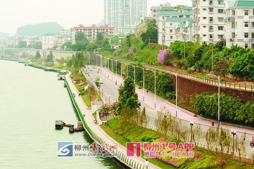 1号巡礼|20多年间，柳州建起15座防洪堤让城市防线更牢固