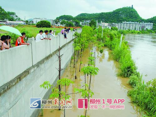 2009年洪水来袭时，市民悠闲看涨水。.jpg