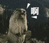 7.gif 7.gif