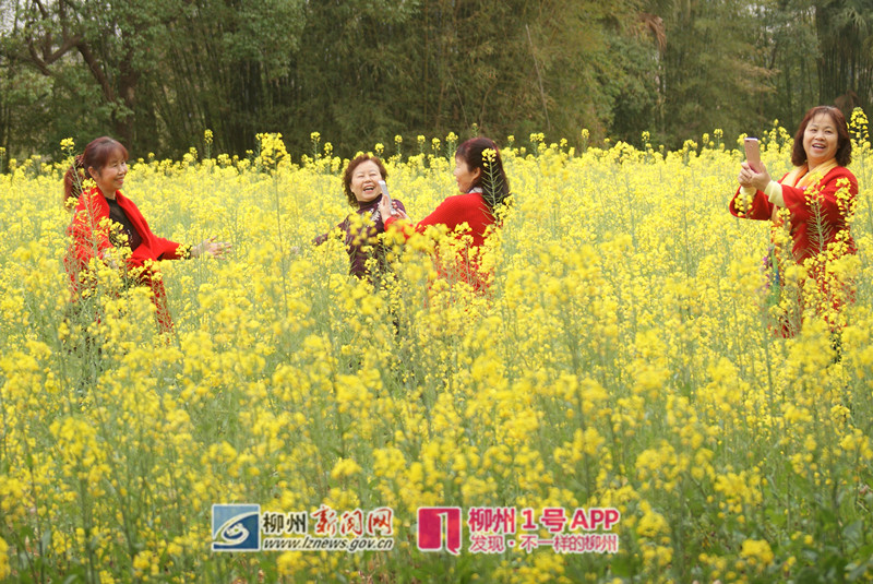 都乐公园盛开的油菜花田让游客流连忘返_副本.jpg 都乐公园盛开的油菜花田让游客流连忘返_副本.jpg