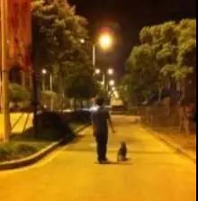 赔800元！男子西堤路遛狗不拴绳，小狗突然惊吓散步女子