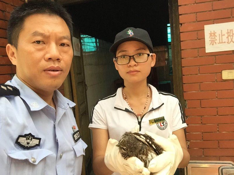 ＂山竹＂吹落一只猫头鹰，热心群众将其收留并送至派出所