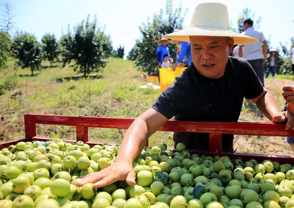 快打开电视！央视新闻频道正在直播鹿寨山楂大丰收！