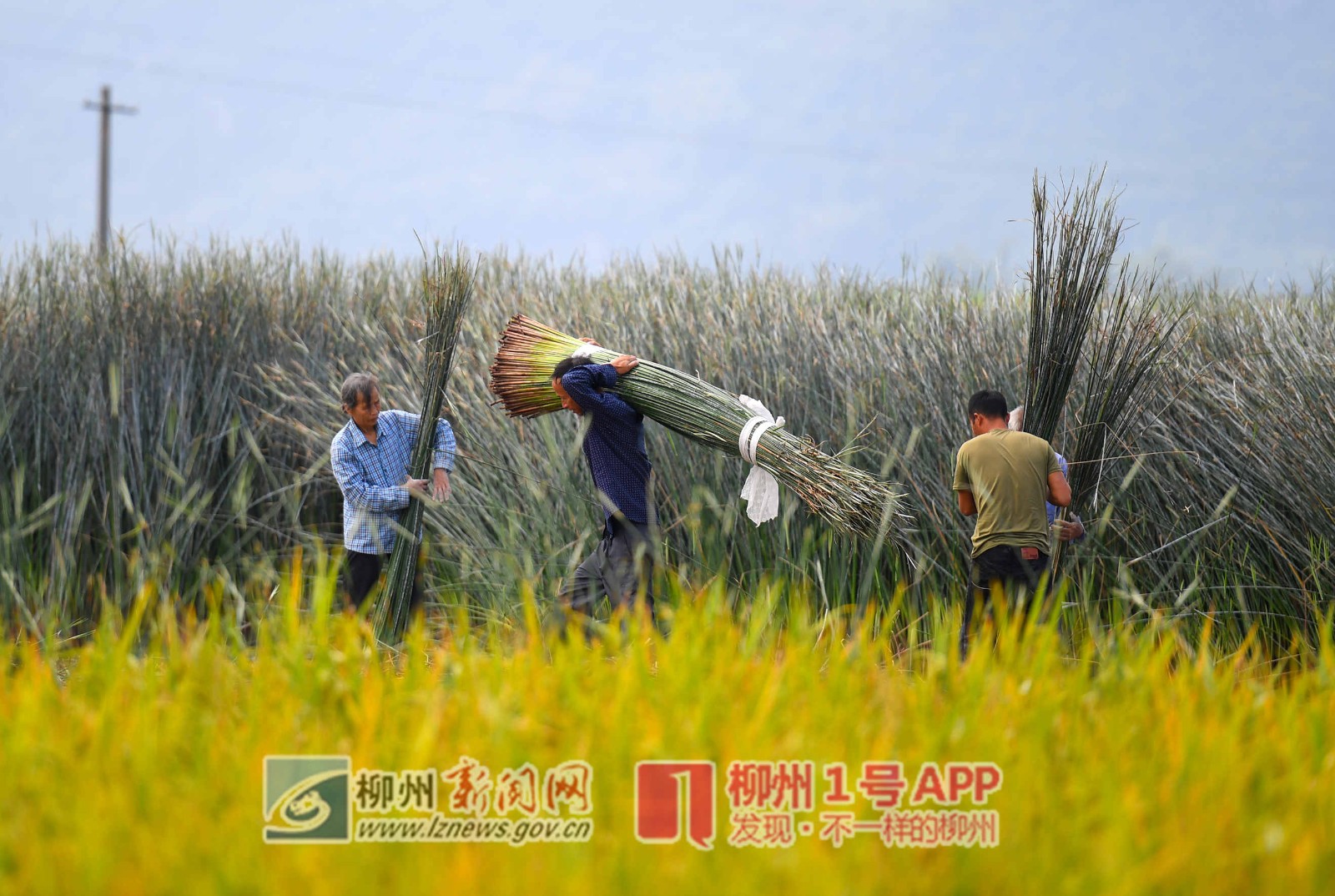 有搞头？国庆期间柳江这批村民不外出，而是每天清晨打手电割一种草