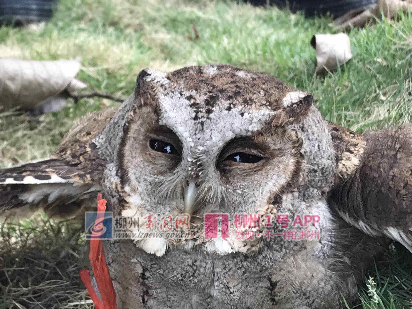 1号爆料|柳空文创园这只萌萌哒猫头鹰哪来的，好像还受伤了