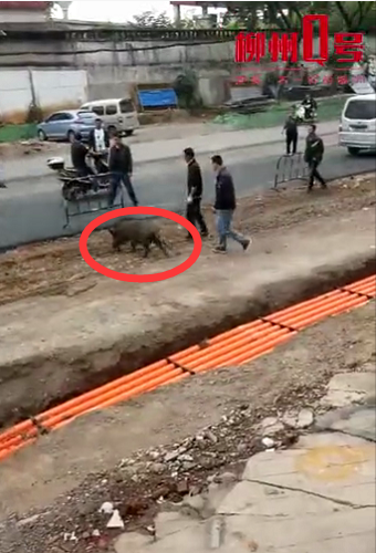 1号爆料|和平路竟然有只黑猪在马路上“散步”，刚抓上车就……