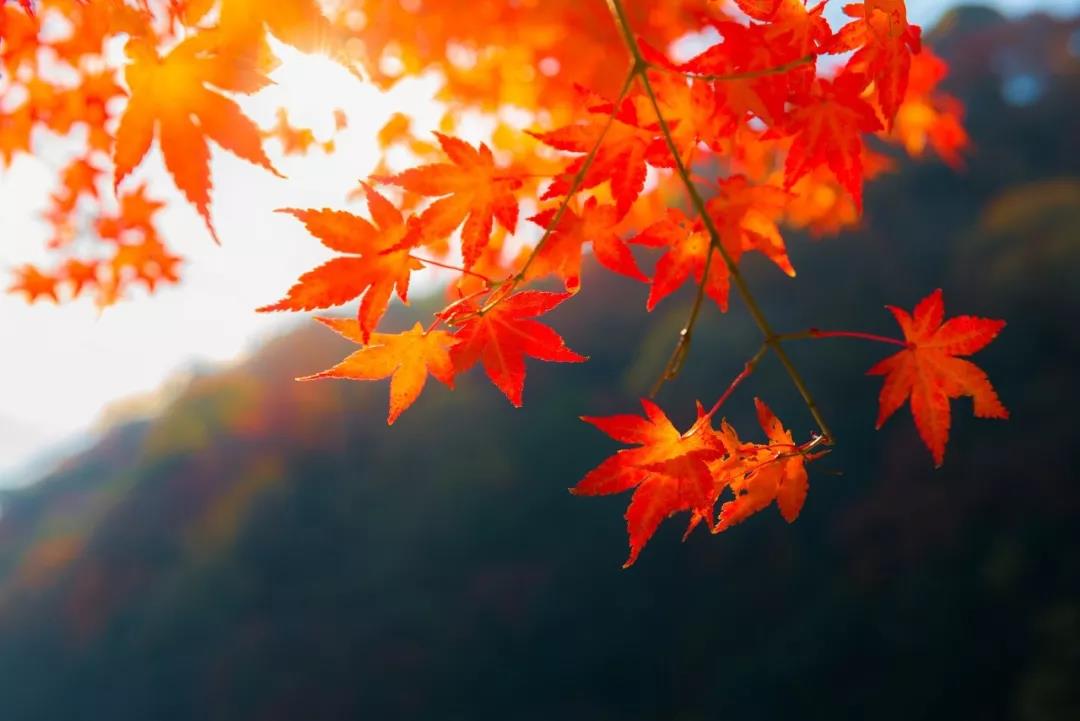 微信图片_20181017080148.jpg