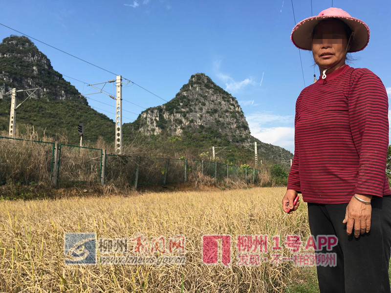覃秀莲的稻田已经枯萎.jpg 覃秀莲的稻田已经枯萎.jpg