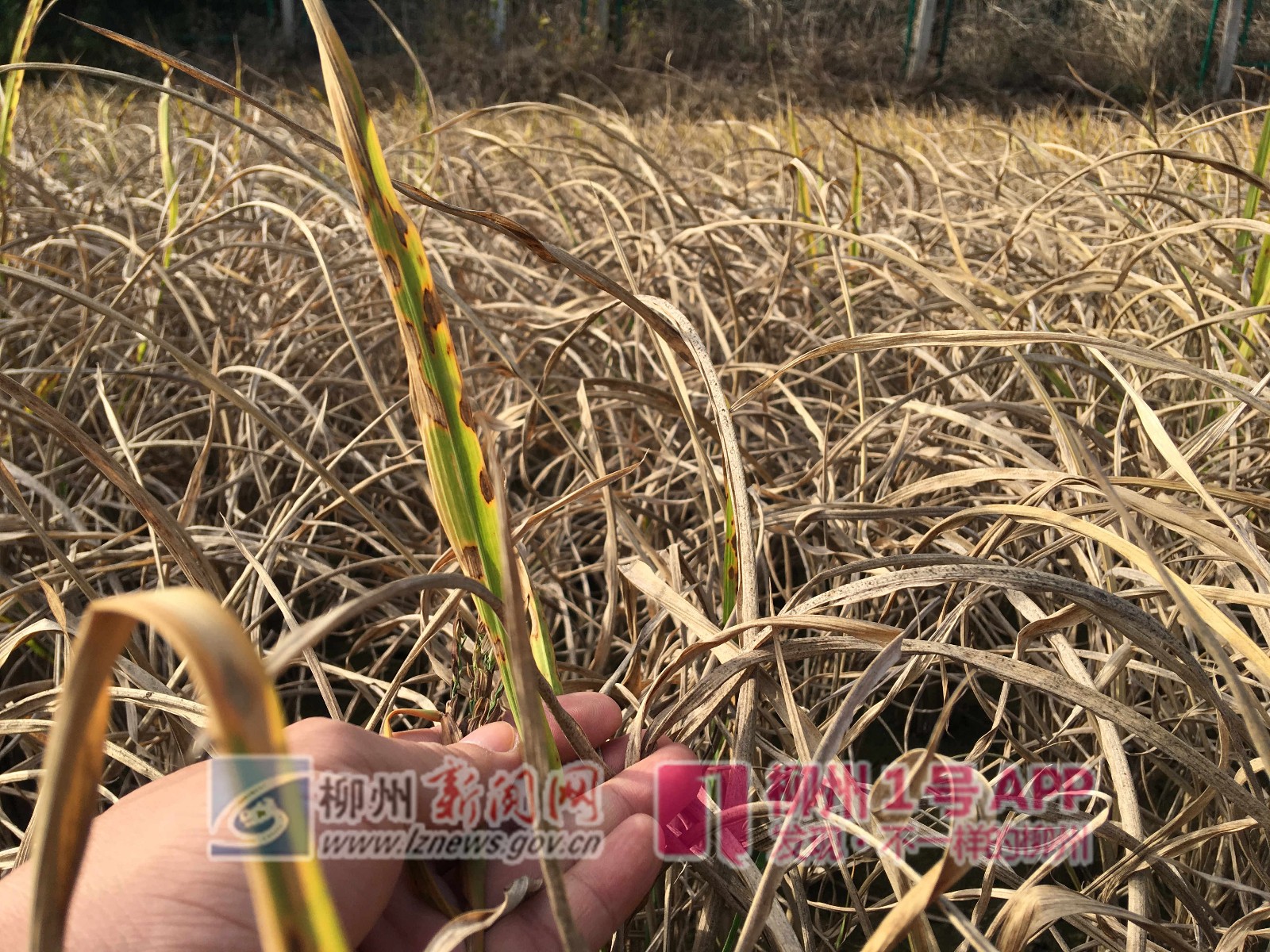 铁路除草忙，农户很受伤！柳江长安屯铁路沿线农田受污染减产绝收