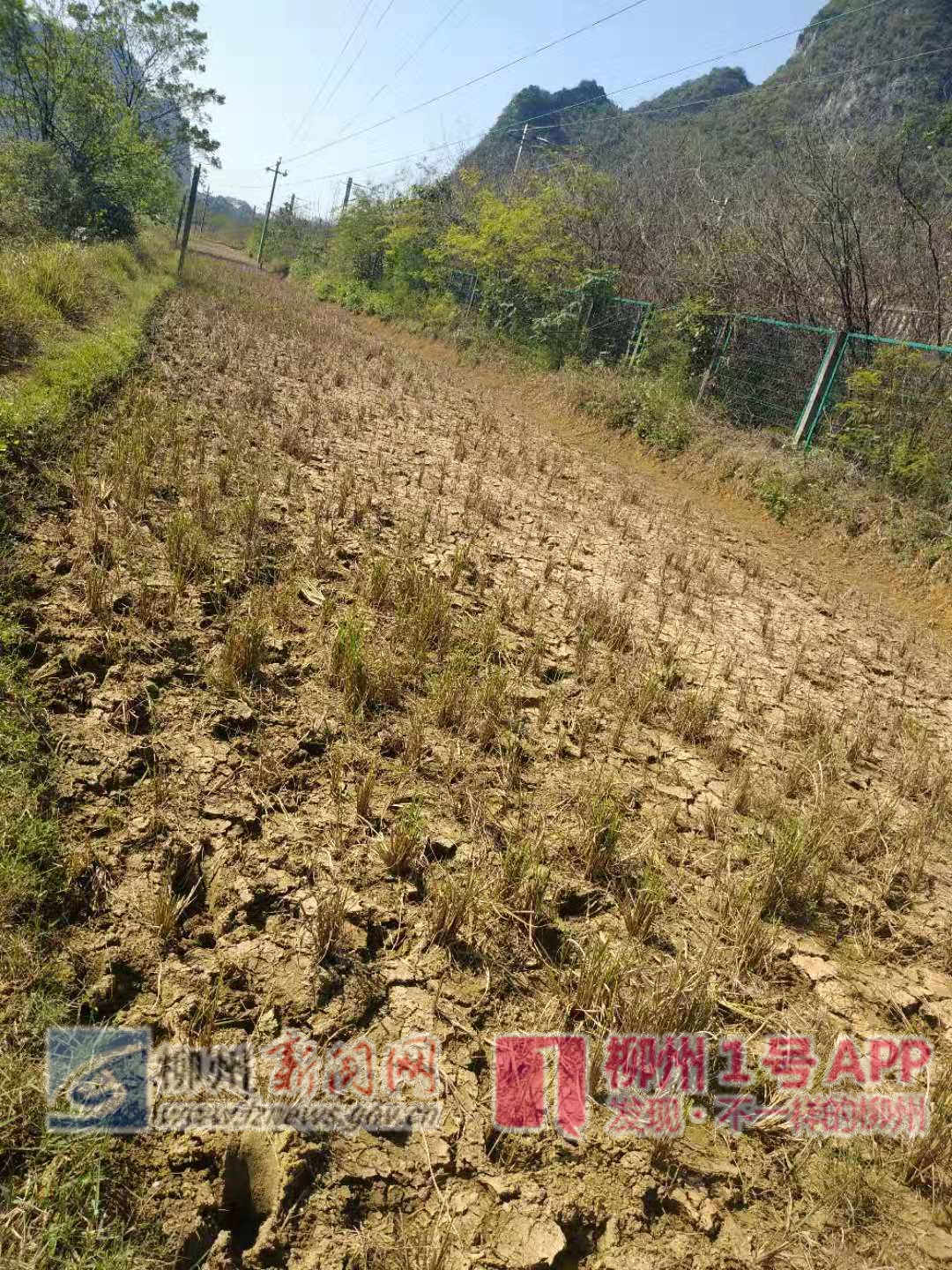 受损的农田.jpg 受损的农田.jpg