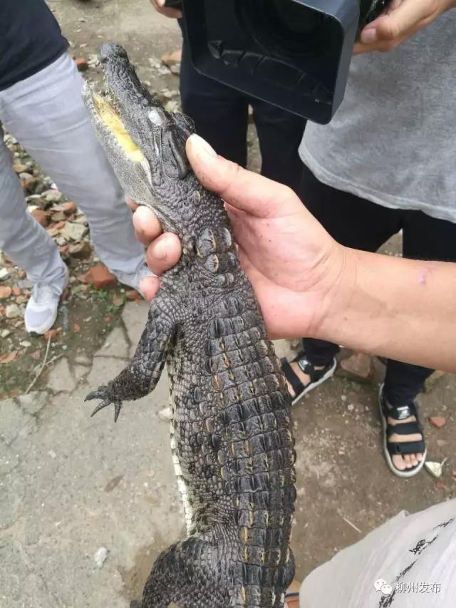 微信图片_20181105135612.jpg 微信图片_20181105135612.jpg
