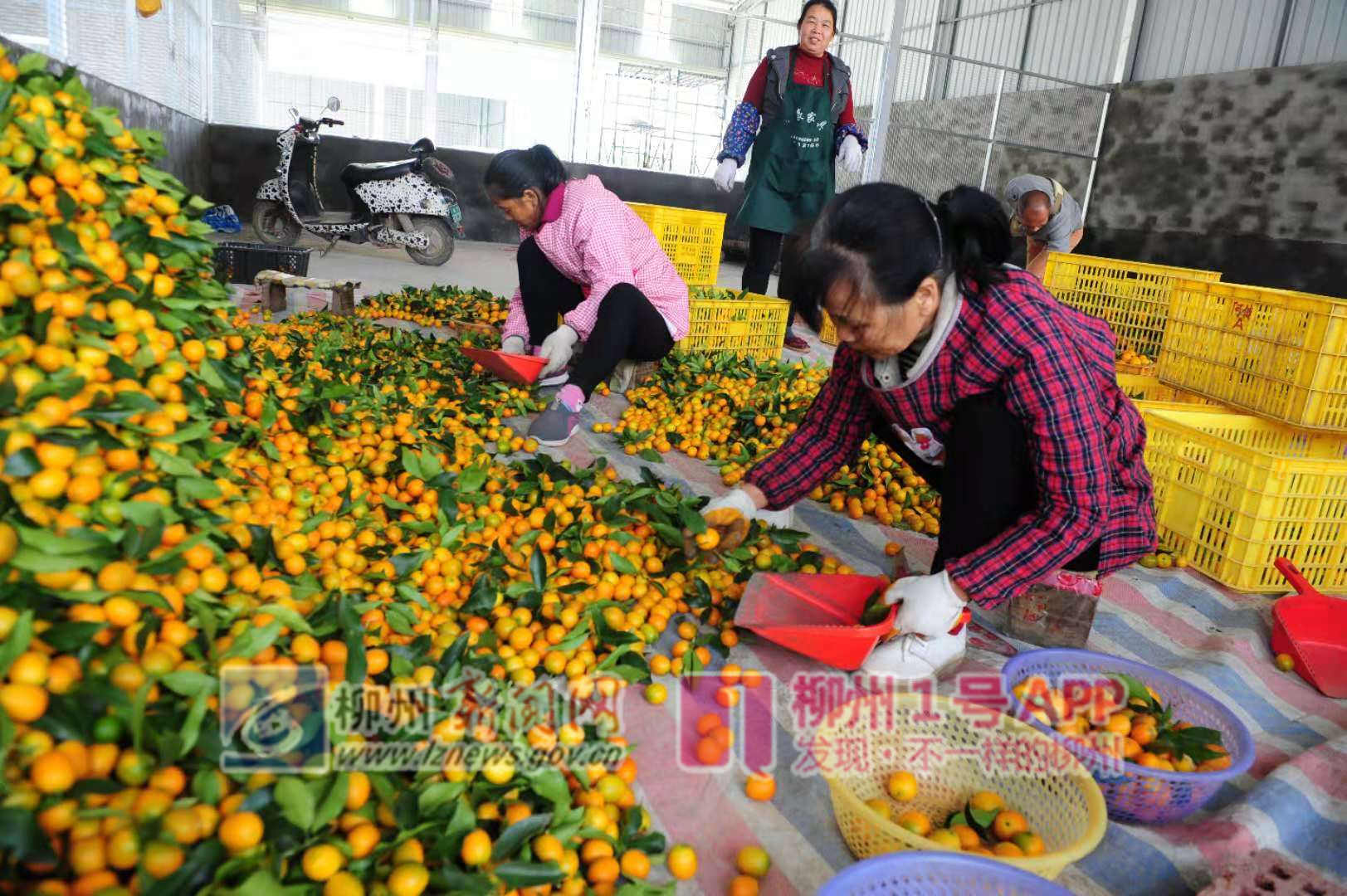 脱贫攻坚|电商大集，金桔大卖！3.5万吨订单砸向融安