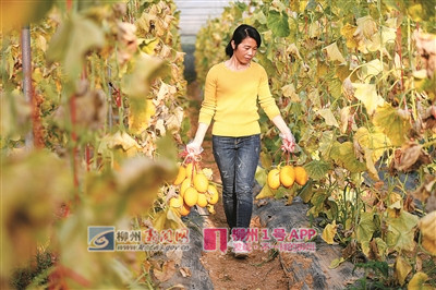 既“接地气”又“高颜值” ，柳江进德花果飘香正迎客