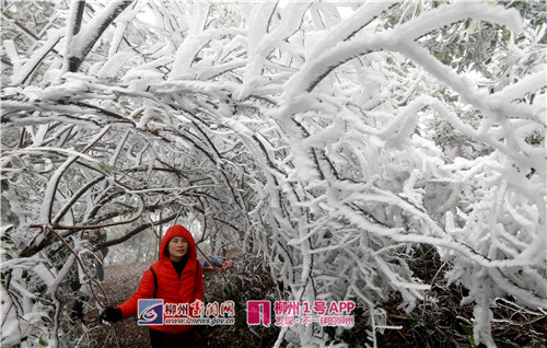-2.6℃！今天，柳州最冷的地方是这！