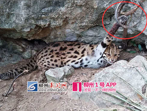 网友徒步时发现龙潭公园附近山上有人非法盗猎，一只野生豹猫被夹
