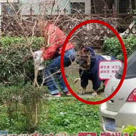 1号追踪|多次伤人的恶狗已被捕杀！文明养狗成为多数柳州人的呼声