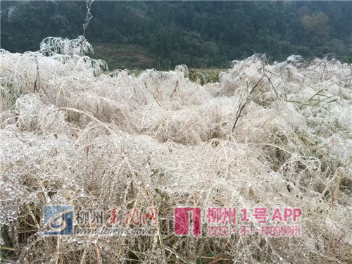微信图片_201812311055037.jpg
