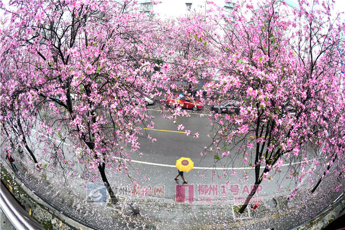 微信图片_20190104135919.jpg 微信图片_20190104135919.jpg