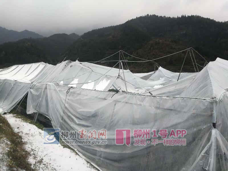 水果受冻、大棚倒塌…柳州多地果树受灾，农业部门已申请救灾资金