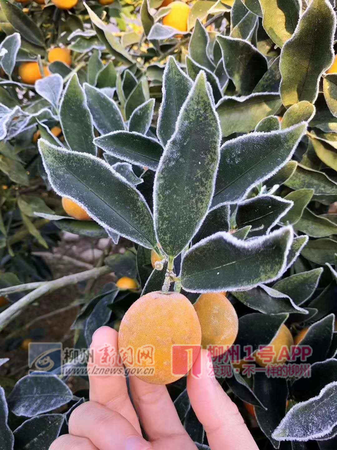 微信图片_20190105090131.jpg 微信图片_20190105090131.jpg
