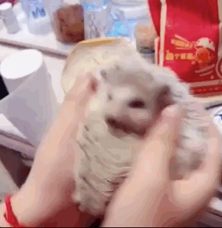 640 (6).gif