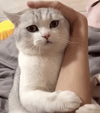 640 (5).gif