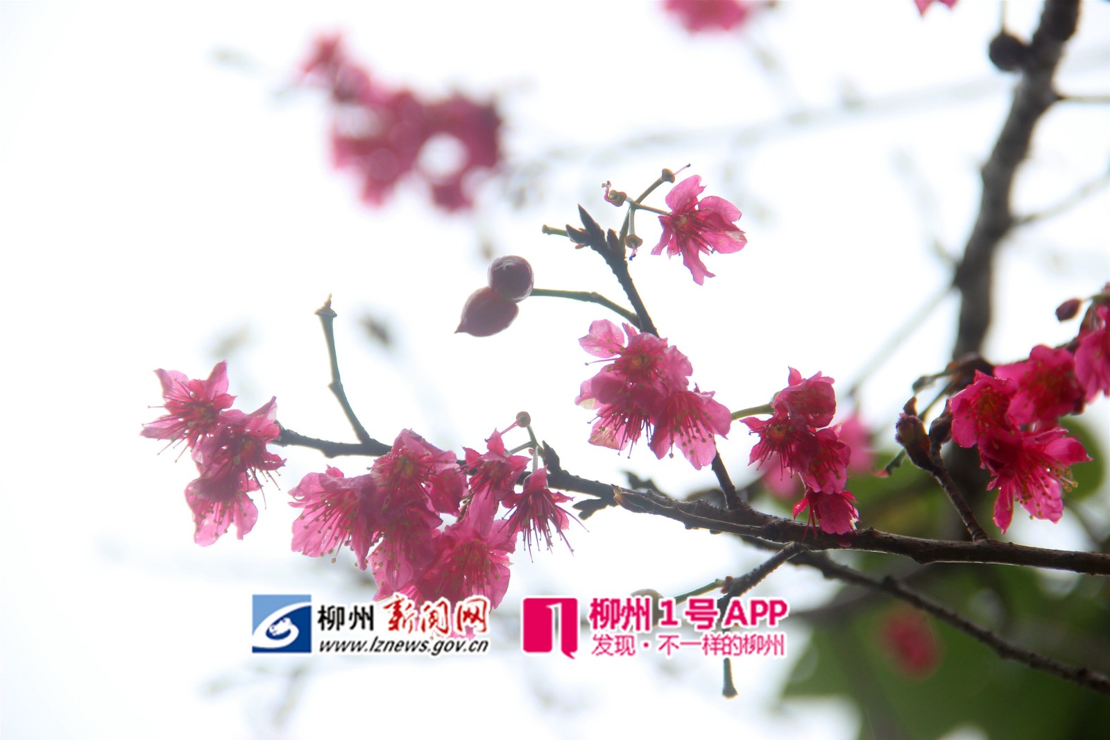 都乐公园山樱花绽放5-田立_副本.jpg