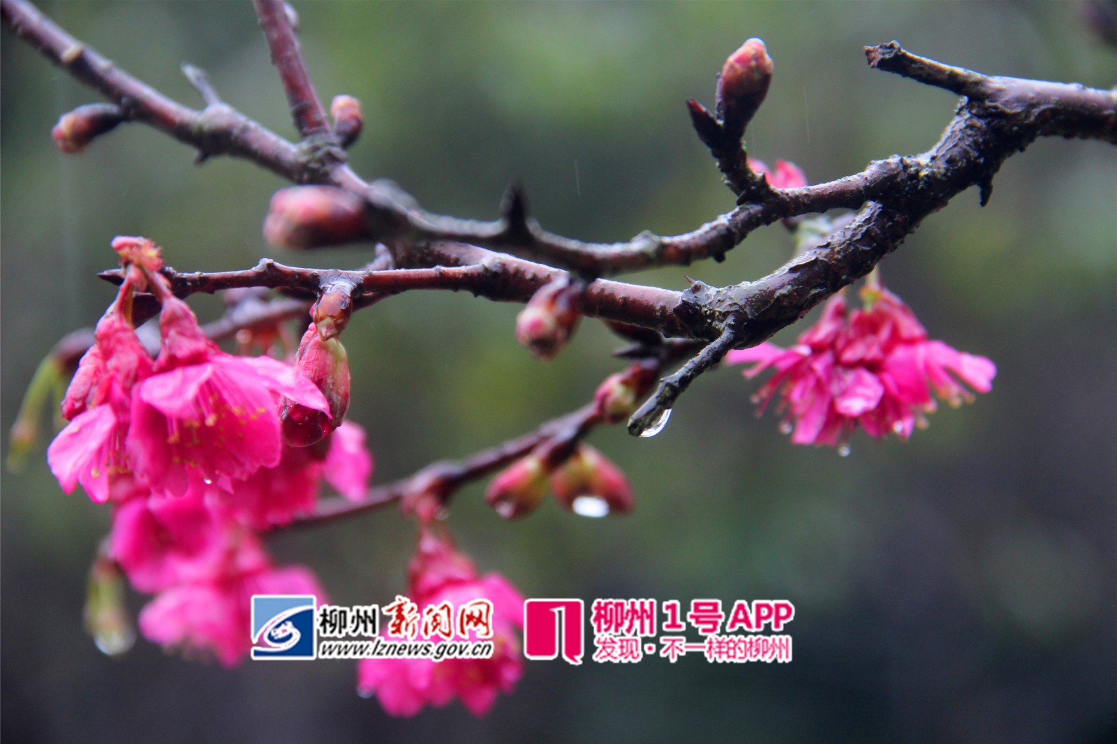 都乐公园山樱花绽放1-田立_副本.jpg