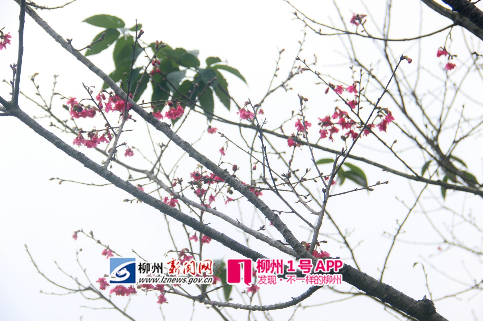 都乐公园山樱花绽放3-田立_副本.jpg