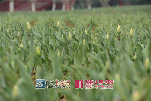微信图片_20190124175437_副本.jpg 微信图片_20190124175437_副本.jpg