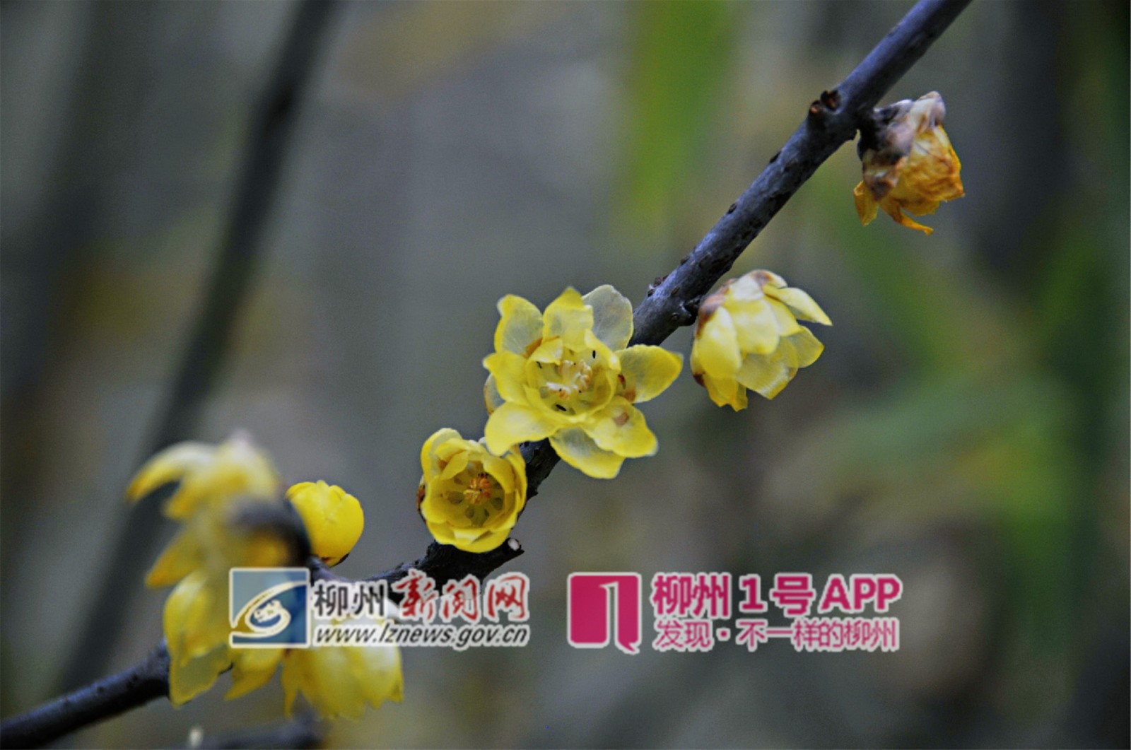 微信图片_20190124232817_副本.jpg