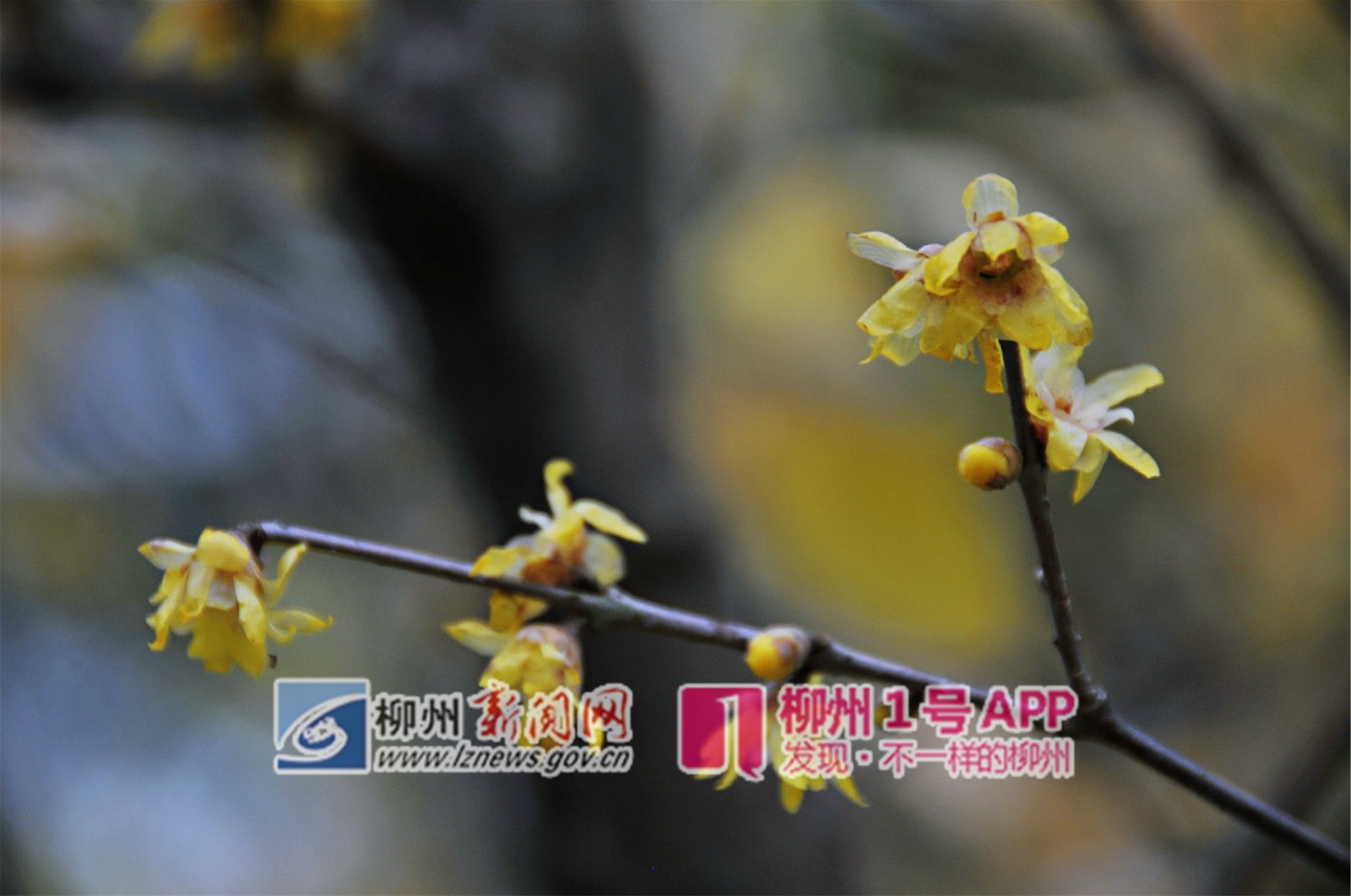 微信图片_20190124232821_副本.jpg