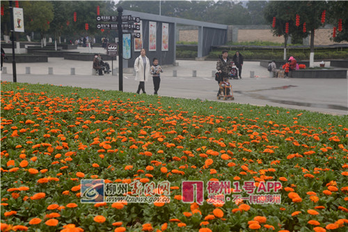 袁姣艳摄13877221604 (金盏菊)_副本.jpg