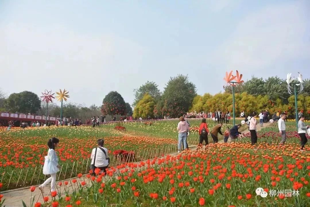 大片花海来袭，春节各大公园景区免费赏花秘境！柳州又要美哭了！