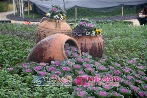 微信图片_20190205130521.jpg