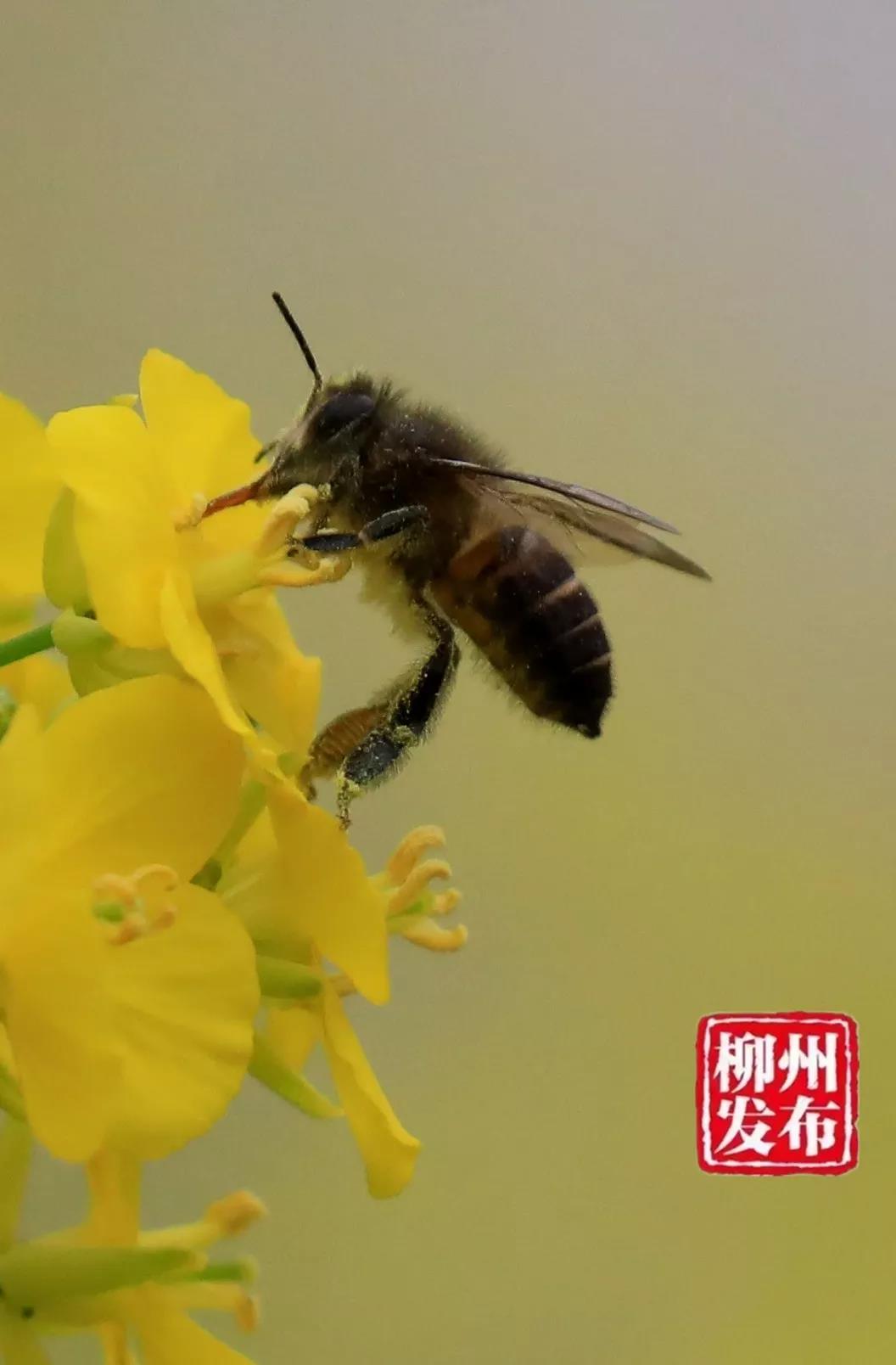 微信图片_20190213173110.jpg 微信图片_20190213173110.jpg