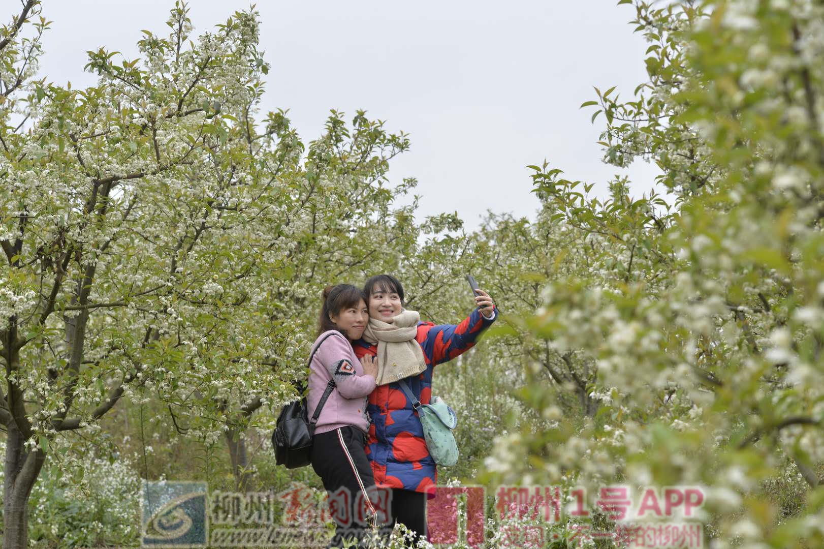今年首次花为媒活动落地龙母屯，“幸福乡村”画卷由此铺开