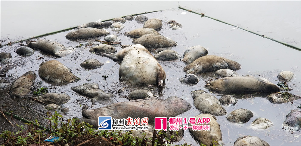 微信图片_20190218132547.jpg 微信图片_20190218132547.jpg