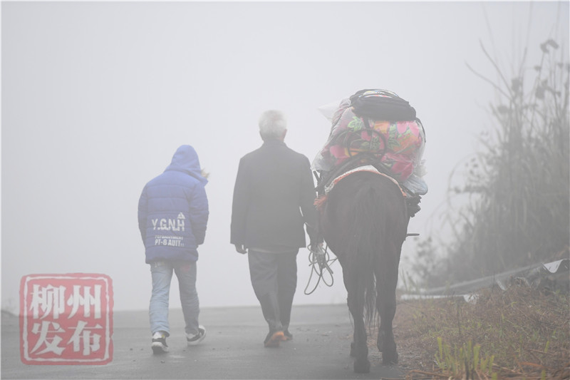 视频|泪目！翻山越岭，柳城七旬老人牵着老马护送曾孙上学