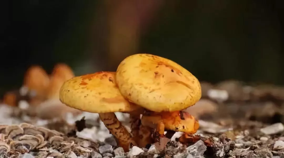 春季饮食安全要注意什么？市市场监督管理局来告诉你！