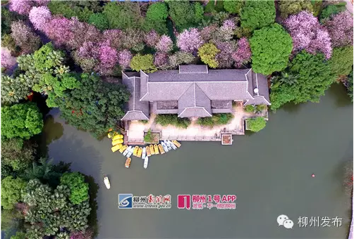官宣！柳州紫荆花最新花期预测出炉，你需要准备拍照道具了