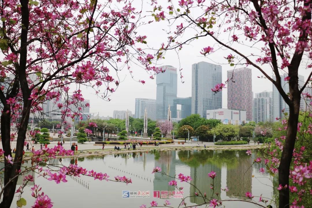 女子发朋友圈称“柳州很美”，小学时的同学看到后慌忙报警，怎么回事？