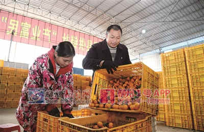 “把个大的挑出来，能卖两块钱一斤呢！”高坡村精选好果，售出好价