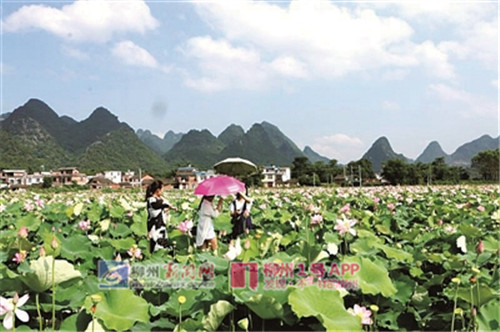 这里风景如画！鹿寨县中渡镇大兆村：我们一直走在美丽的大路上