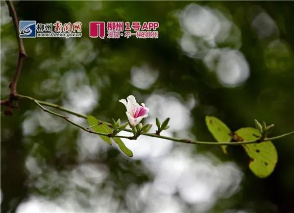 微信图片_20190326232736.jpg