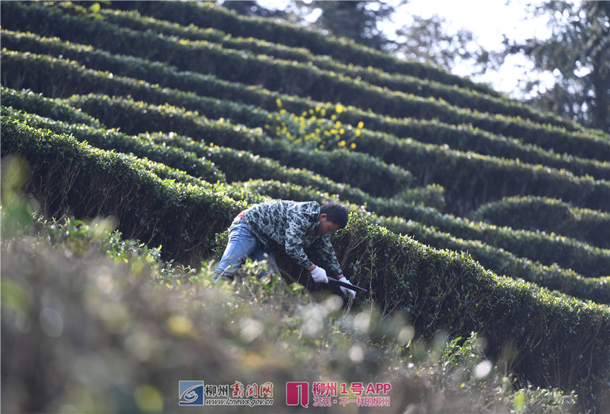 脱贫影像报告 | 燕茶村“90后”侗族小伙：靠种茶闯出一片新天地