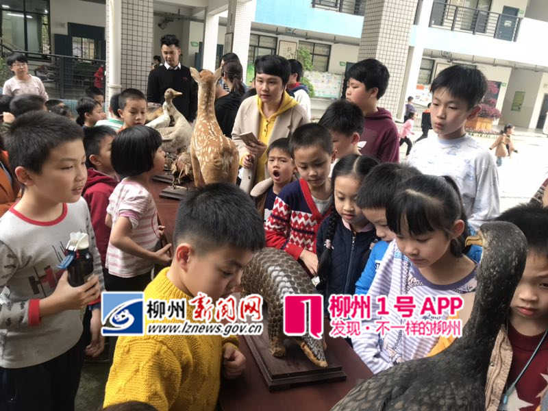 同学们在参观展示的动物标本.jpg 同学们在参观展示的动物标本.jpg