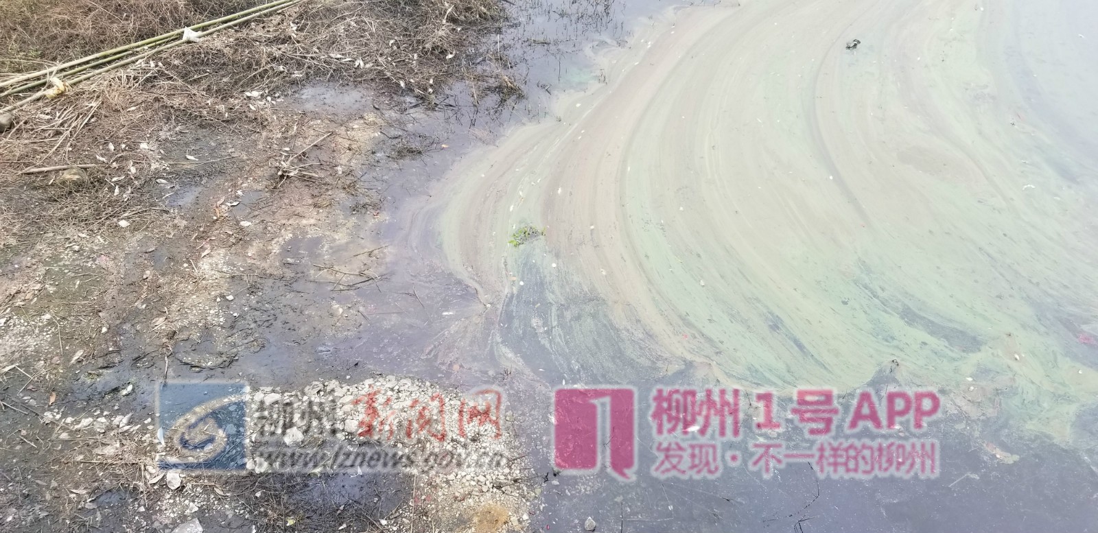 柳江区这个水库被污染:周边养鸭养猪，水质发黑发臭还有死鱼漂